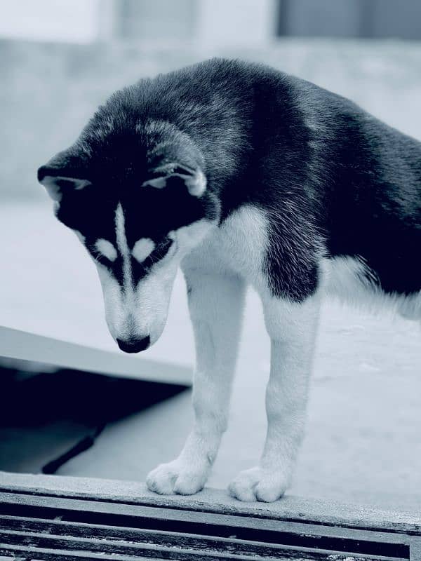 siberian husky dog black white color 4