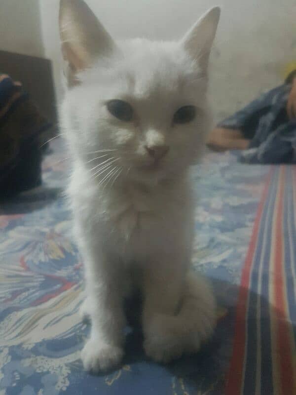 persian kitten 45 days 2