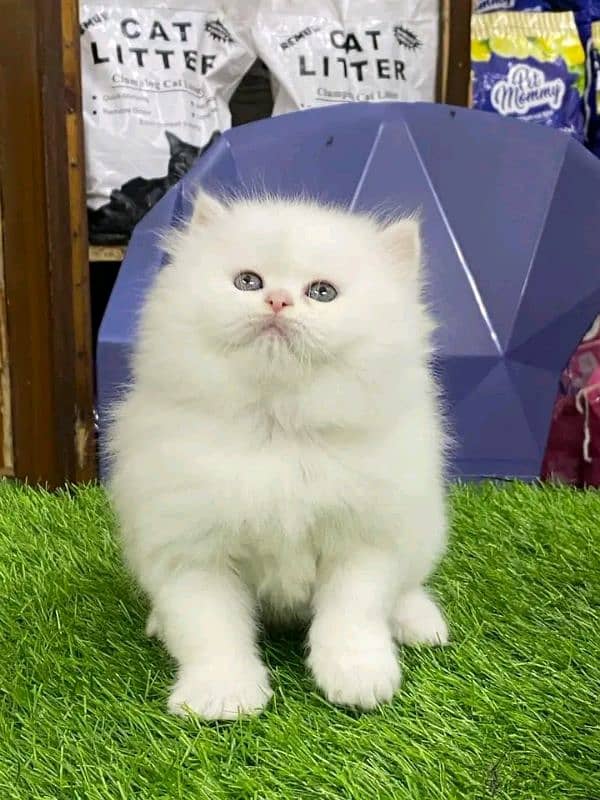 PERSIAN KITTEN FOR SALE CONTACT WHAtUP 03201711036 6