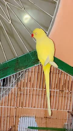 yellow ringnack parrot