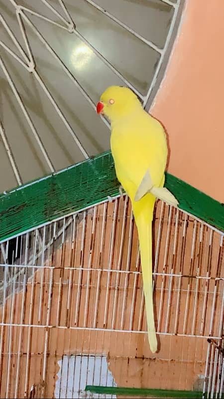 yellow ringnack parrot 0