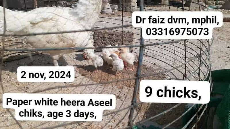 Pure Paper White A+ Quality Heera Aseel chicks ہیرا اصیل چکس، 4