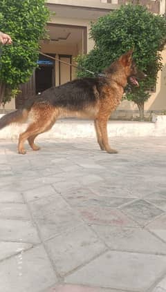 German Shepherd dog male havey bone age 11 month for sale