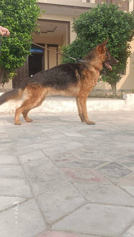 German Shepherd male available for sale 1