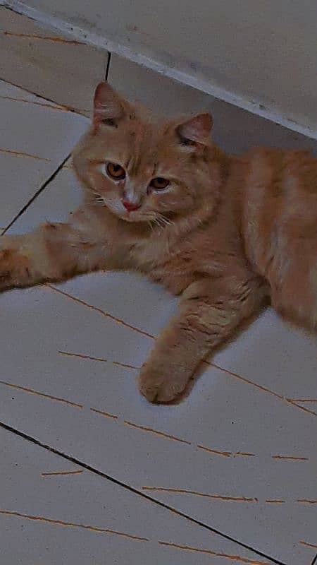 male Cat for sale 1