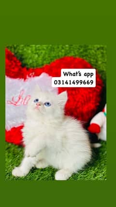 blue eyes white persian tripple long coated kitten cat babies