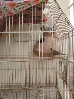 Finches for sale