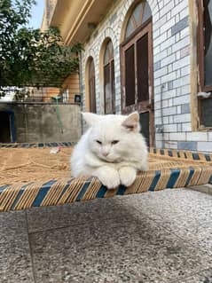 persian cat