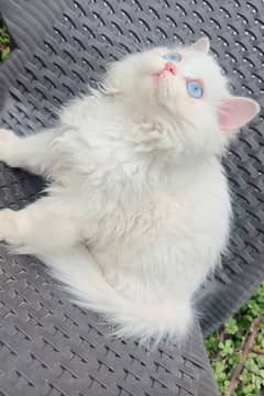 white Persian kitten blue eyes