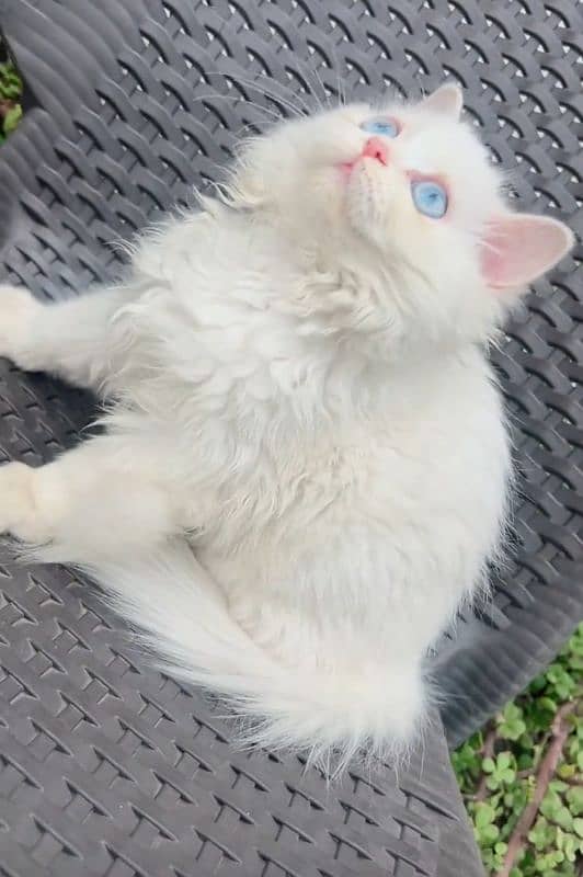 white Persian kitten blue eyes 1