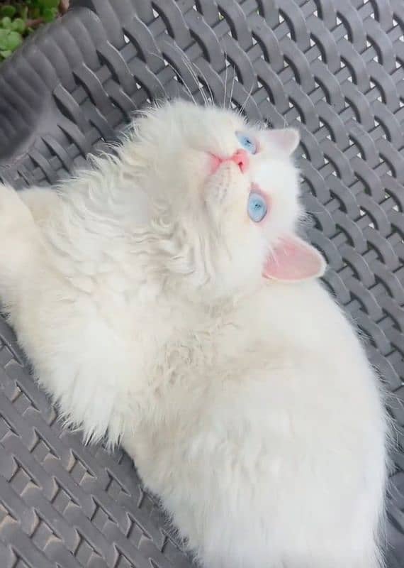 white Persian kitten blue eyes 3