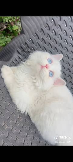 white Persian kitten blue eyes