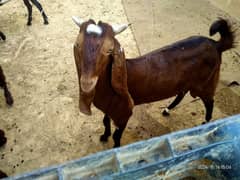 Patari Breeder for Sale