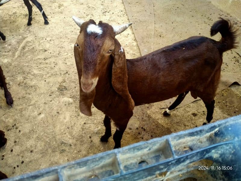 Patari Breeder for Sale 0