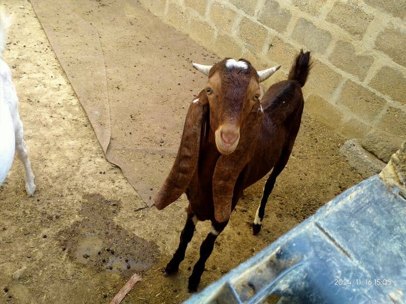 Patari Breeder for Sale 1