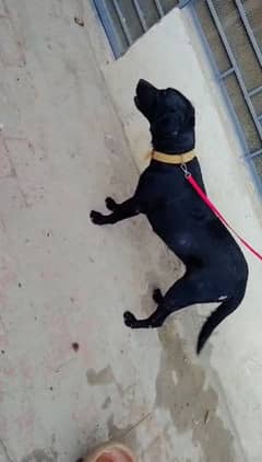 Labrador