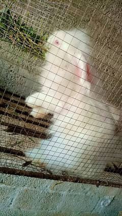 maleEnglish angora Rapid to female one male