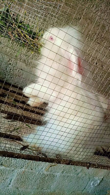 maleEnglish angora Rapid to female one male 0