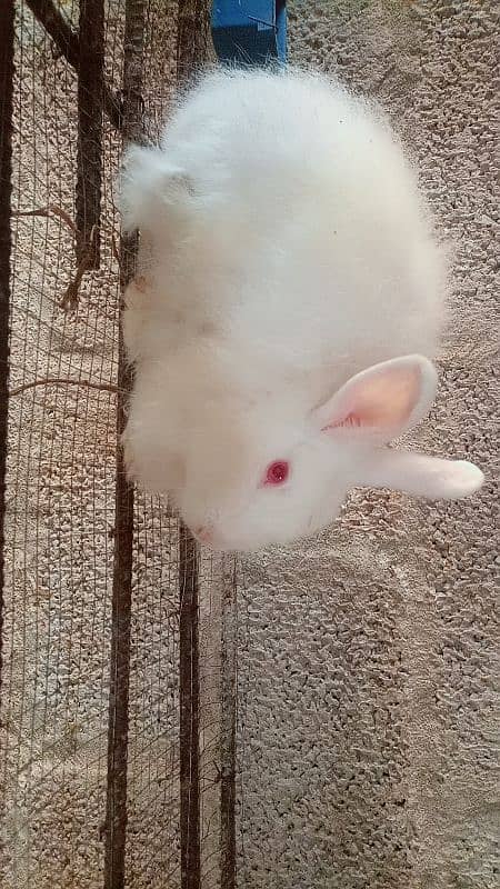 maleEnglish angora Rapid to female one male 3