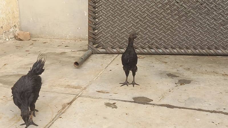 Ayam cemani grey tongue 5 chicks  for sale 0