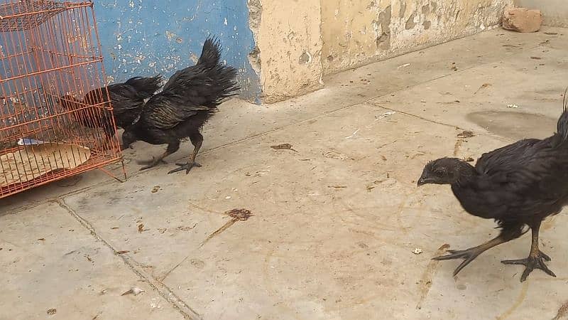 Ayam cemani grey tongue 5 chicks  for sale 1