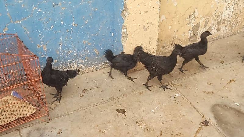 Ayam cemani grey tongue 5 chicks  for sale 2