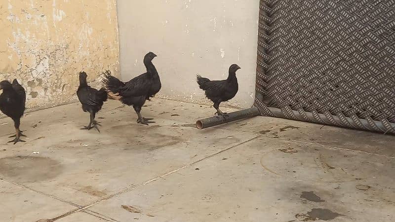 Ayam cemani grey tongue 5 chicks  for sale 3