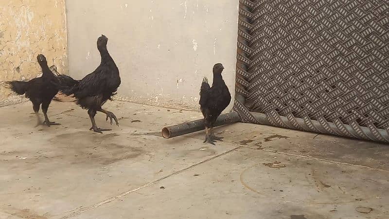 Ayam cemani grey tongue 5 chicks  for sale 4