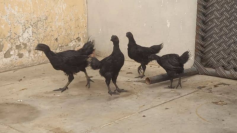 Ayam cemani grey tongue 5 chicks  for sale 6