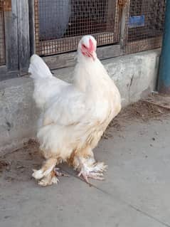 bantam Cochin female available astrolop male