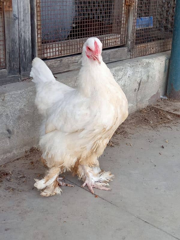 bantam Cochin female available astrolop male 0