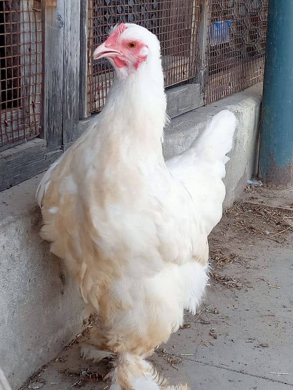 bantam Cochin female available astrolop male 1