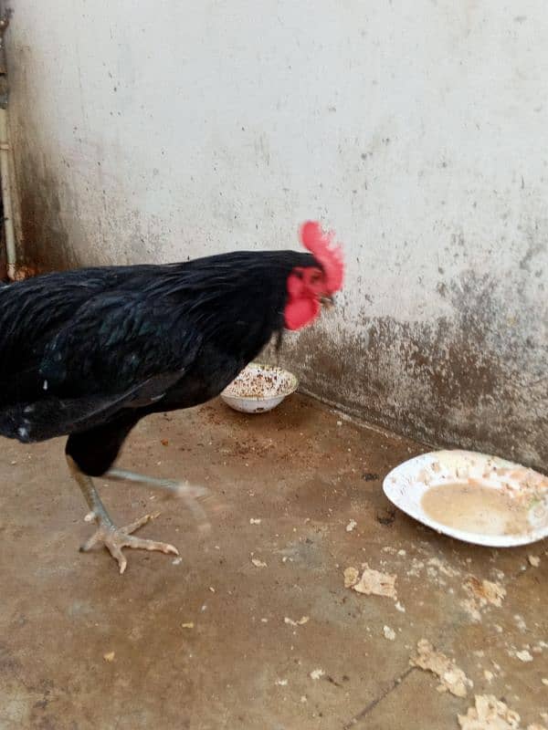 bantam Cochin female available astrolop male 3