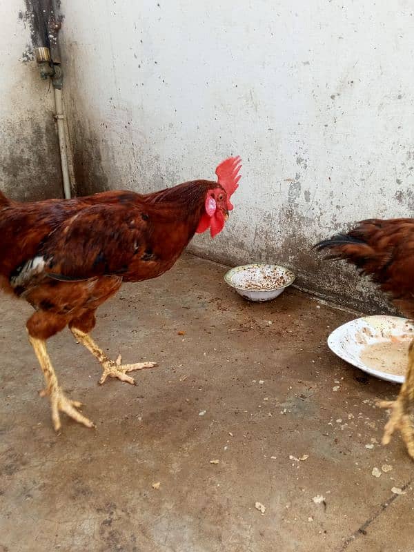 bantam Cochin female available astrolop male 4