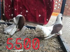 breeder piar urgent sell