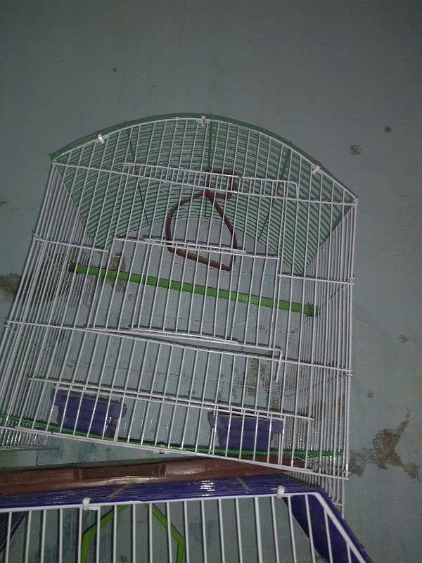 ayam cemani pair for sale gray tong 12