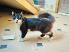 Turkish Angora Male Cat