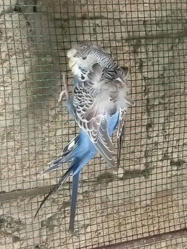 Budgie for sale 4