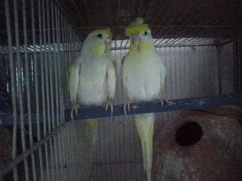 Budgie for sale 5