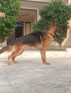 German Shepherd male available for sale