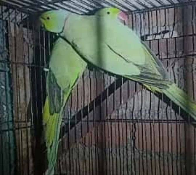 Green, yellow ring neck, Raw, African grey adult or chicks for sale 0