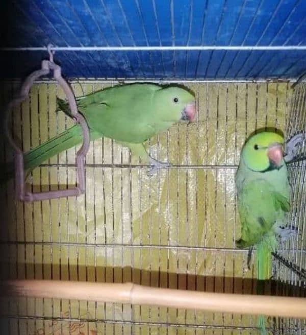 Green, yellow ring neck, Raw, African grey adult or chicks for sale 1