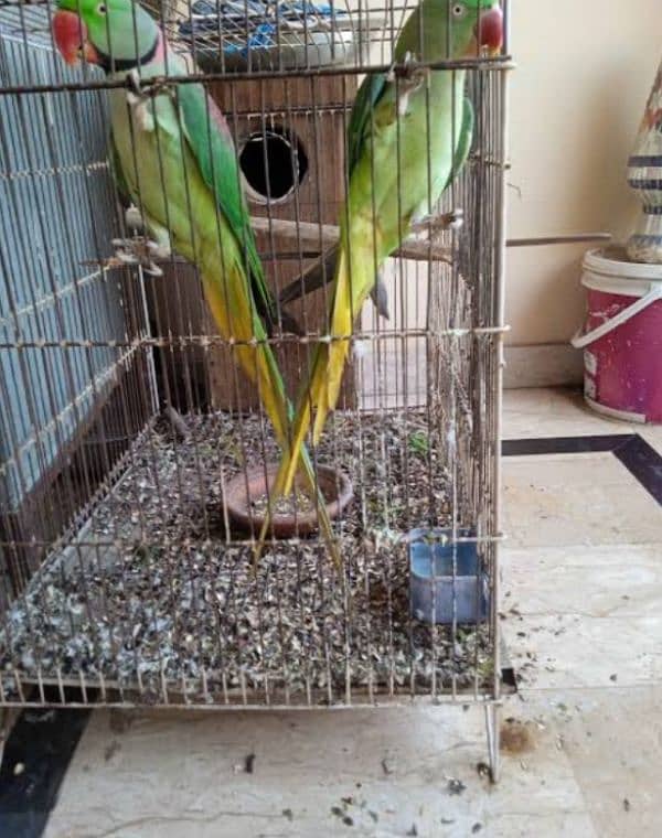 Green, yellow ring neck, Raw, African grey adult or chicks for sale 2