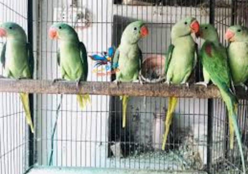 Green, yellow ring neck, Raw, African grey adult or chicks for sale 3