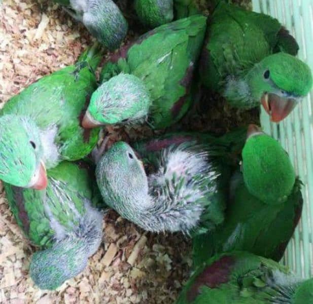 Green, yellow ring neck, Raw, African grey adult or chicks for sale 4