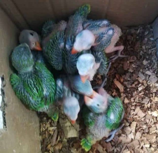 Green, yellow ring neck, Raw, African grey adult or chicks for sale 5