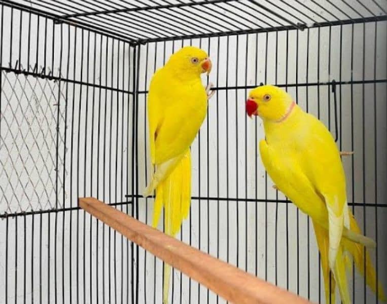 Green, yellow ring neck, Raw, African grey adult or chicks for sale 6