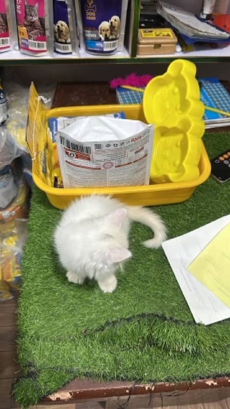 persian cat tripple coated 1