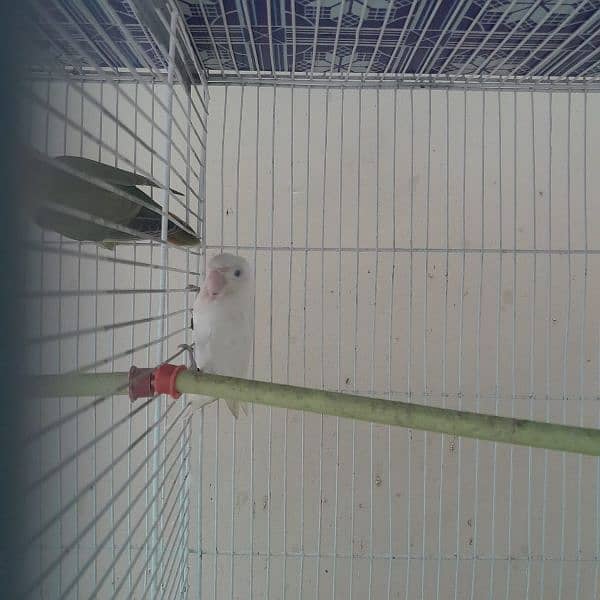 urgent new cage with parrots 0