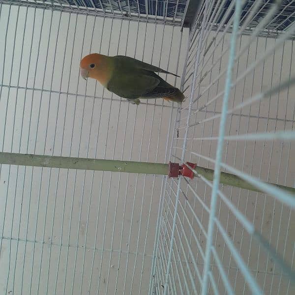 urgent new cage with parrots 1